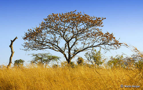 Растительность в Африке