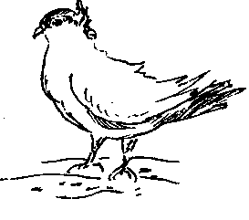 Архангельские снегири (голуби)