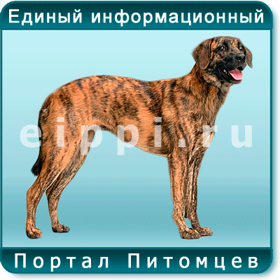Азорская пастушья собака - древняя