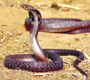 Индийская кобра