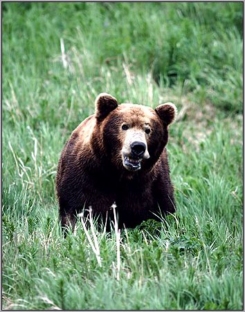 Бурый медведь (Ursus arctos). Фото, фотография