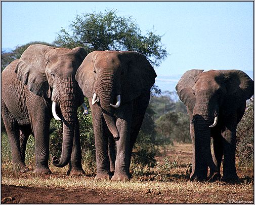 Африканский слон (Loxodonta africana). Фото, фотография