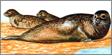 Обыкновенный тюлень (Phoca vitulina). Рисунок, картинка