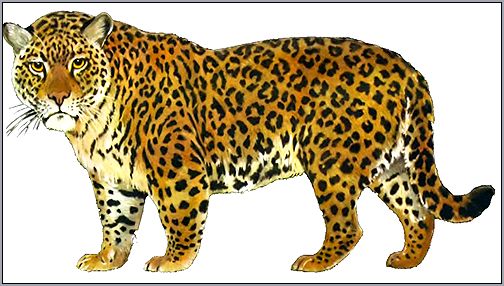 Ягуар (Panthera onca). Рисунок, картинка