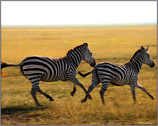 Бегущие зебры. Фото, фотография