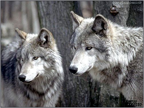 Серые волки (Canis lupus). Фото, фотография
