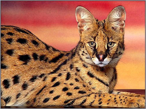 Сервал, кустарниковая кошка (Felis serval). Фото, фотография