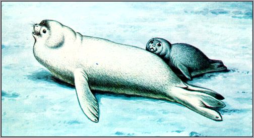 Тюлень Росса (Ommatophoca rossi). Рисунок, картинка