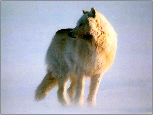 Полярный волк (Canis lupus tundrorum). Фото, фотография