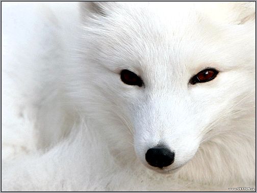 Песец, полярная лисица (Alopex lagopus). Фото, фотография