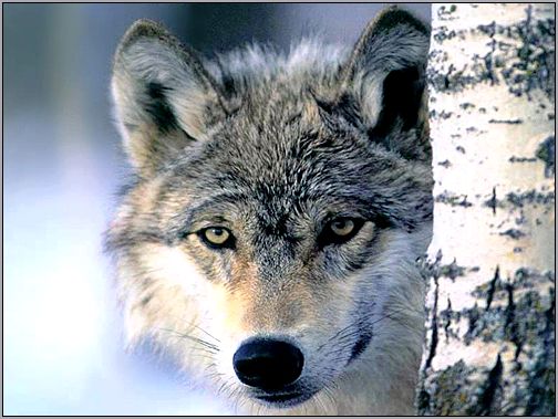 Серый волк (Canis lupus). Фото, фотография