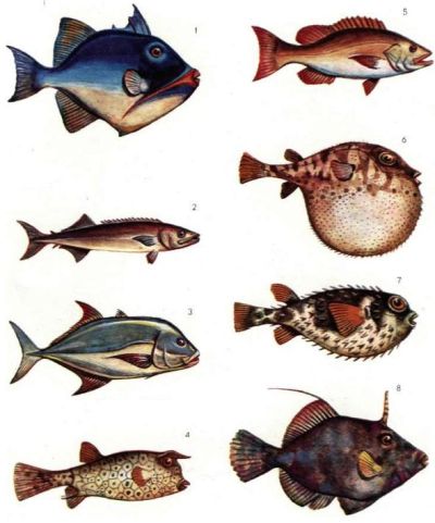 Активно-ядовитые рыбы (5)