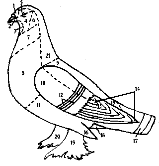 Анатомические и физиологические особенности голубей