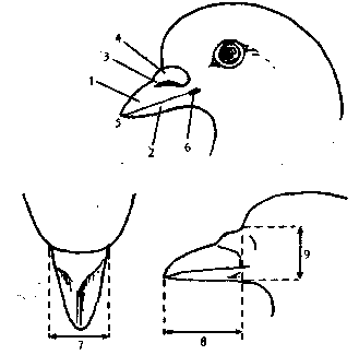 Анатомические и физиологические особенности голубей