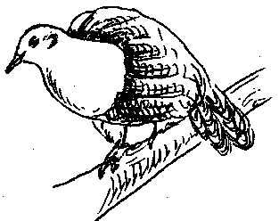 Белогорлый голубь