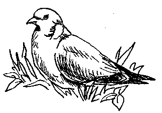 Бурый голубь