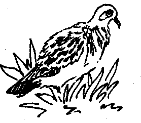 Галапагосская горлица (голубь)