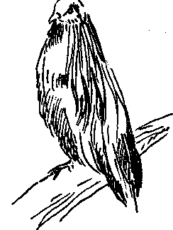 Гривистый, или никобарский, голубь