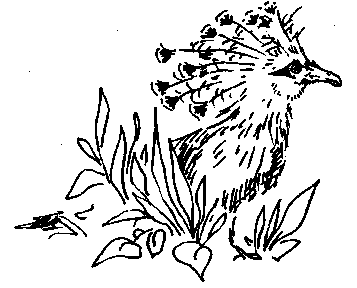 Гвинейский, или крапчатый, голубь