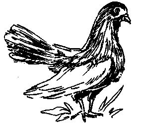 Камышинские (голуби)