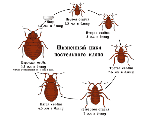 Сидят на