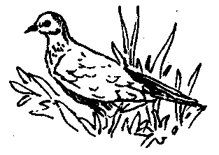Мадагаскарская горлица (голубь)