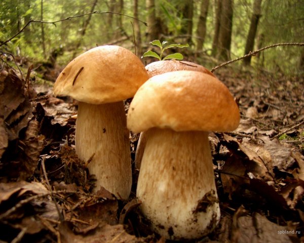 Меры предосторожности при сборе и использовании грибов