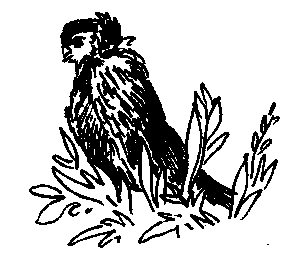 Моршанские жёлто-пегие (голуби)