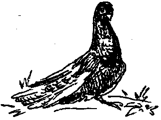 Московские серые турманы (голуби)