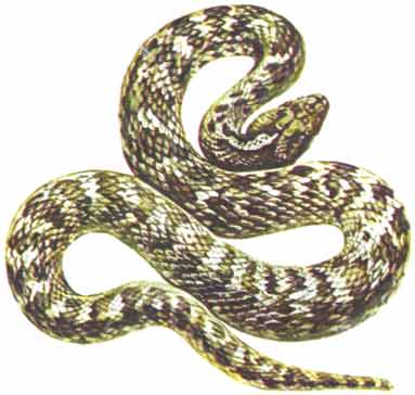 Переднебороздчатые змеи (12)