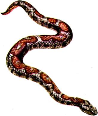 Переднебороздчатые змеи (14)