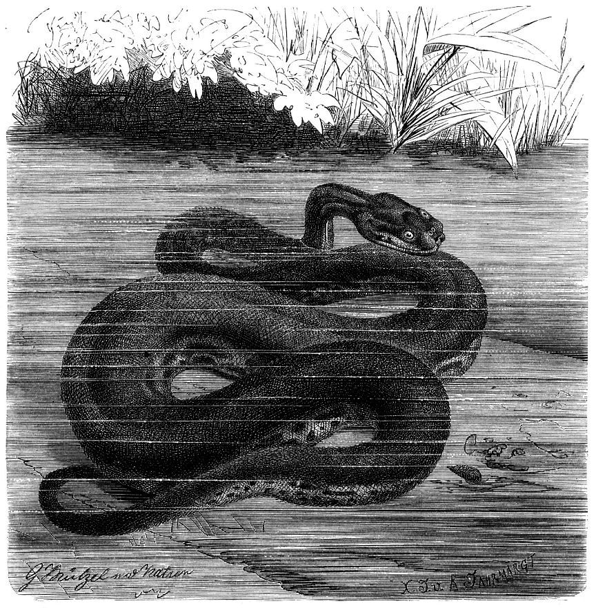 Переднебороздчатые змеи (6)