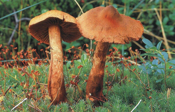 Смертельно ядовитые грибы