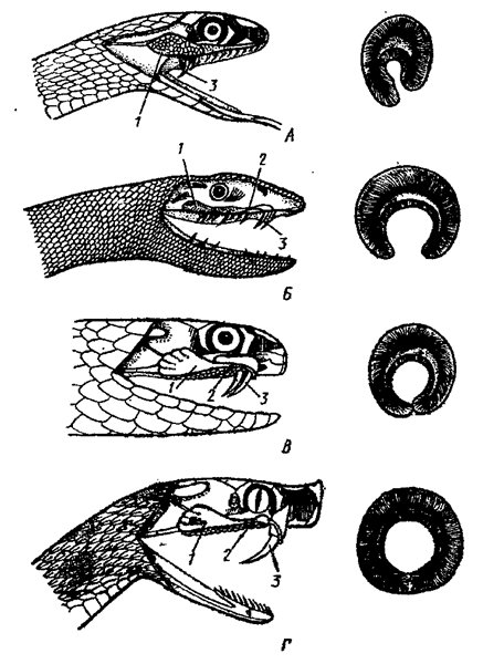 Строение ядовитого аппарата передне-и заднебороздчатых змей (4)
