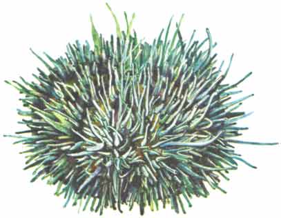Тип Иглокожие (echinodermata) (3)