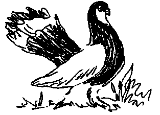 Волжские красногрудые (голуби)