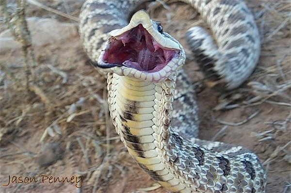 Заднебороздчатые змеи (4)