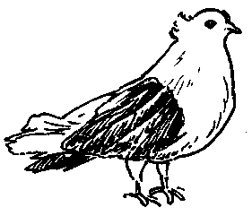 Запорожские чубатые (голуби)