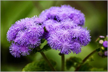 Ageratum houstonianum Mill