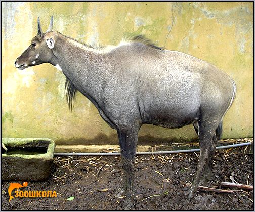 Нильгау (Boselaphus tragocamelus). Фото, фотография