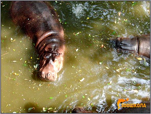 Бегемот обыкновенный, или гиппопотам (Hippopotamus amphibius). Фото, фотография