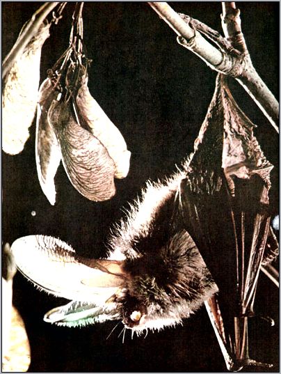Европейский бурый ушан ( Plecotus auritus). Фото, фотография
