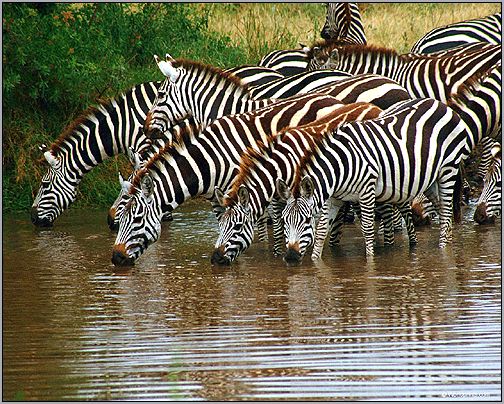 Зебры на водопое. Фото, фотография