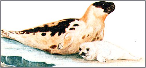 Гренландский тюлень (Pagophilus groenlandicus). Картинка, рисунок