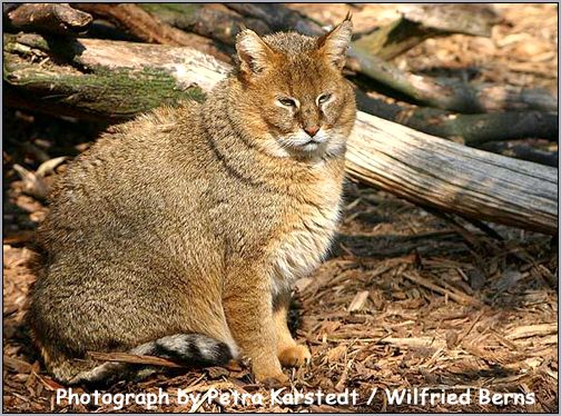 Камышовый кот (Felis chaus). Фото, фотография c http://s190.photobucket.com/albums/z257/americanwildlife/wildcat/jungle-cat.jpg