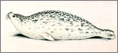 .Каспийский тюлень, нерпа (Pusa caspica), Рисунок, картинка