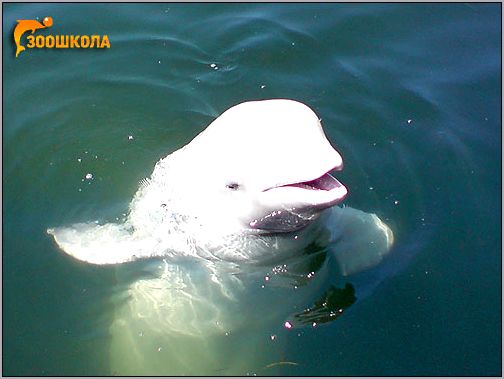 Белуха, белый кит (Delphinapterus leucas). Фото, фотография