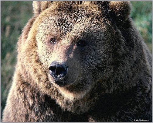 Бурый медведь. Фото, фотография