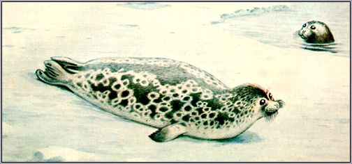 Атлантическая кольчатая нерпа, тюлень (Pusa hispida). Рисунок, картинка