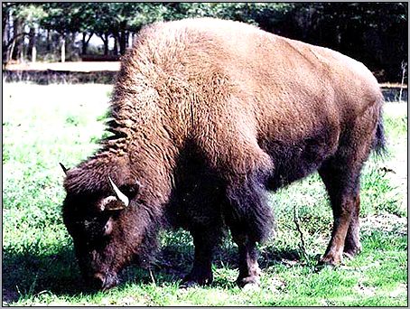 Американский бизон (Bison bison). Фото, фотография